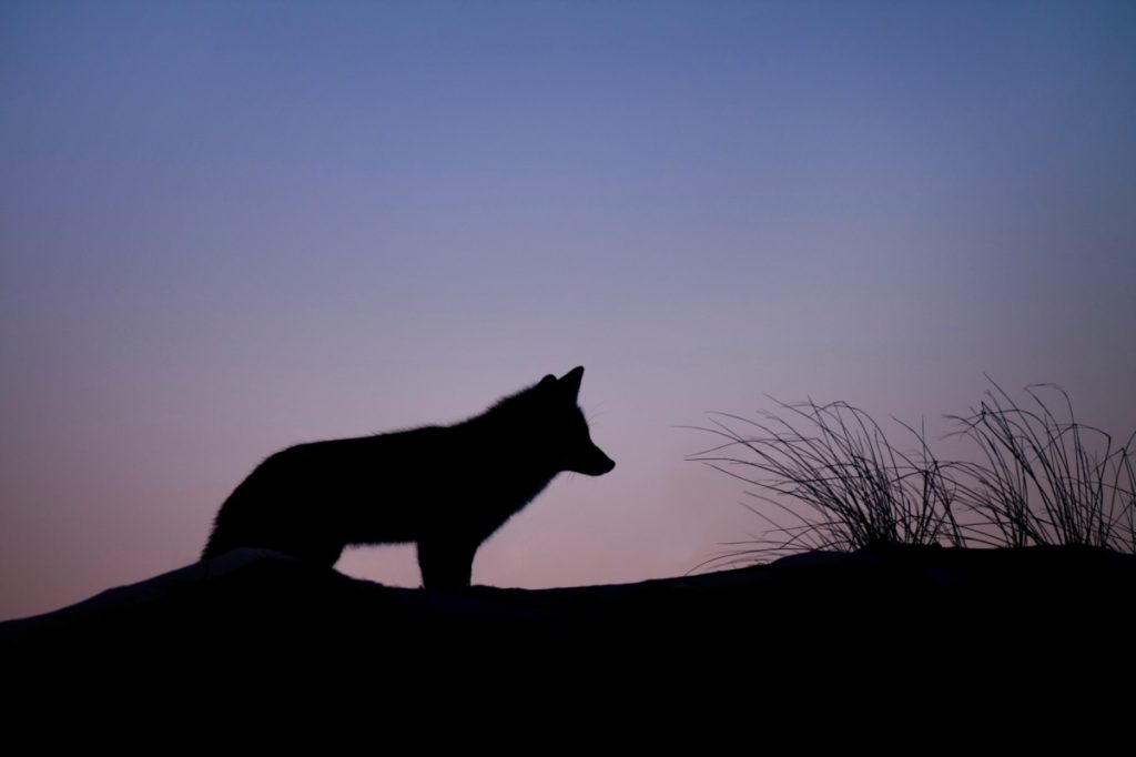 How to Coyote Hunt at Night: Everything You Need to Know About Hunting